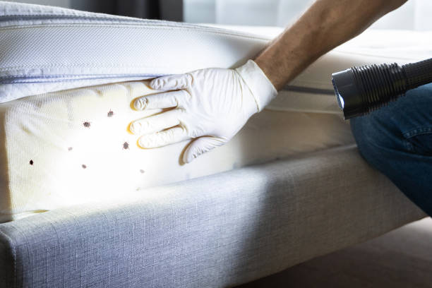 Best Cockroach Control Services  in Reynoldsville, PA