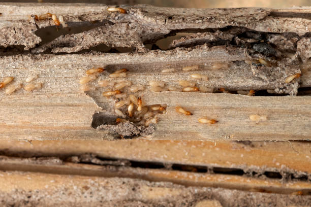 Best Bed Bug Extermination  in Reynoldsville, PA